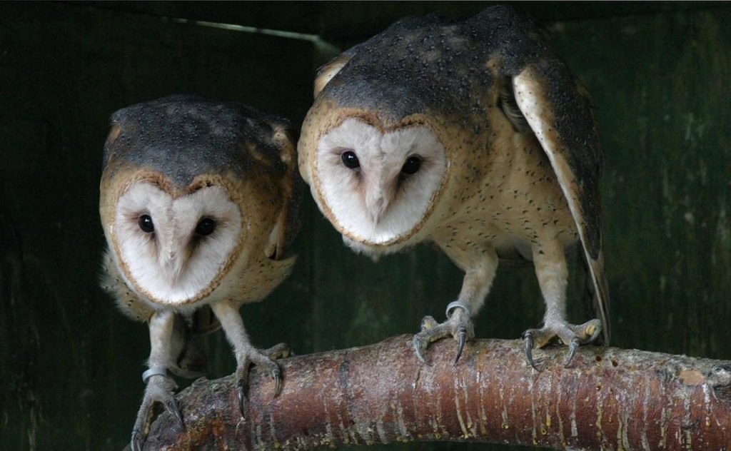 Entérate por qué las lechuzas no hacen ruido al volar