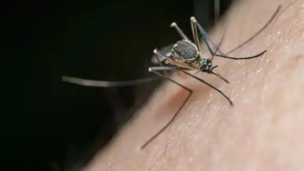 Casos de dengue suben un 385 % en México y la alerta crece ante la temporada de huracanes